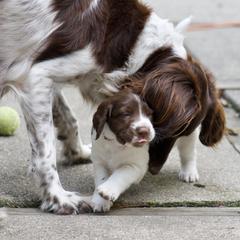 Drentsche Patrijshond Puppies from California Drents