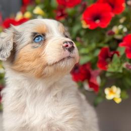 Australian Shepherd puppies from Middle Fork Australian Shepherds