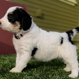 Bernedoodle Puppies from SoCal Bernedoodles