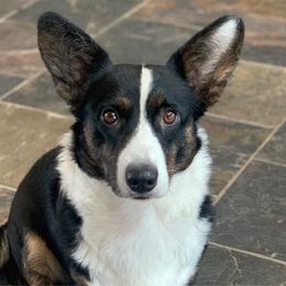 Nova - Cardigan Welsh Corgi