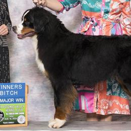 Bebe - Bernese Mountain Dog