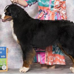 Bebe - Bernese Mountain Dog