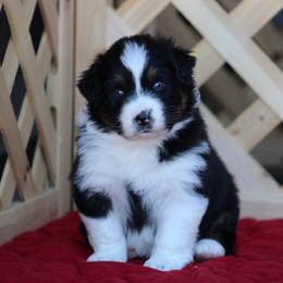 Rain - Black tri-color female Australian Shepherd puppy in Circleville, Utah from Canyon Creek Aussies