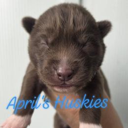 Blue collar boy - Red and white male Siberian Husky puppy in Terre Haute, Indiana from April's Huskies