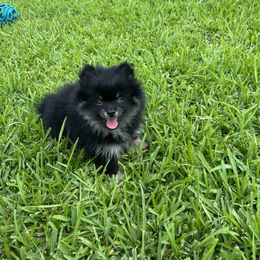 Pomeranian Puppies from Precious Paws Pomeranians