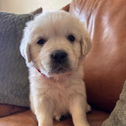 Red boy - Light golden male Golden Retriever puppy in Pahrump, Nevada from Southern Nevada Goldens
