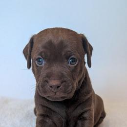 Screaming Mimi - female Patterdale Terrier puppy in Yucaipa, California from Moormont Kennels