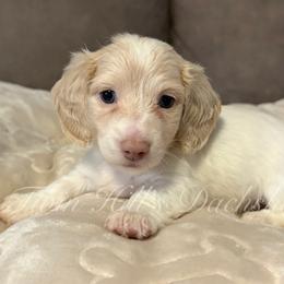 Maple - Piebald female Dachshund puppy in Jonesboro, Illinois from Twin Hills Dachshunds
