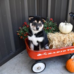 Royal - Black and tan male Shiba Inu puppy in Arcola, Illinois from Highline Puppies