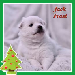 Jack Frost - White Pomsky puppy in Wisconsin from Sugar Maple Pomskies