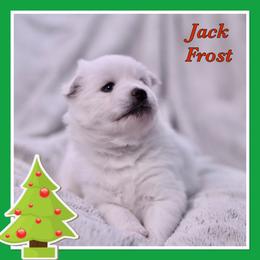 Jack Frost - White Pomsky puppy in Wisconsin from Sugar Maple Pomskies