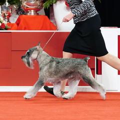 Standard Schnauzers from Braveheart Standard Schnauzers
