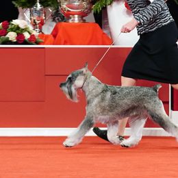 Standard Schnauzers from Braveheart Standard Schnauzers