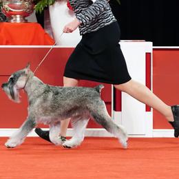 Standard Schnauzers from Braveheart Standard Schnauzers
