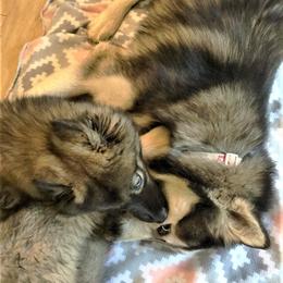 Siberian Husky Puppies from Blue Moon Siberian Husky Haven