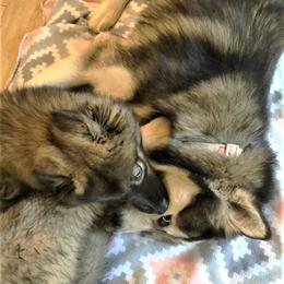 Siberian Husky Puppies from Blue Moon Siberian Husky Haven