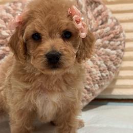 Nala - Apricot female Maltipoo puppy in Bakersfield, California from Silvia's Maltipoos