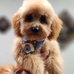 Goose - Goldendoodle