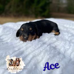 ACE AKC CREAM CARRIER IMPORT LINES - Black and tan male Dachshund puppy in Alto, Texas from Double W Doxies