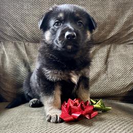Silver Boy - Black and tan male German Shepherd puppy in Ashland, Ohio from Peachy Puppies