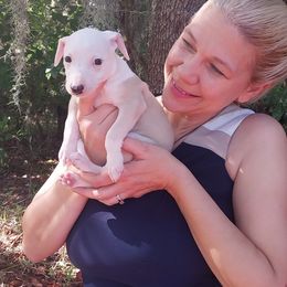 Carrie - White and fawn female Whippet puppy in New Port Richey, Florida from Trezlar Whippets