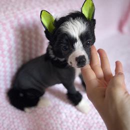 Black Hairy Hairless Boy - Black and white male Chinese Crested puppy in Tomball, Texas from Gracieux Chinese Cresteds