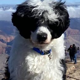 Portuguese Water Dogs from Farallon PWDs