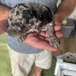 Dealer - Merle male Sheepadoodle puppy in Buford, Georgia from Guppy Puppies