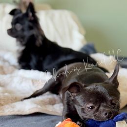 Chihuahuas from iChihuahuas Kennel