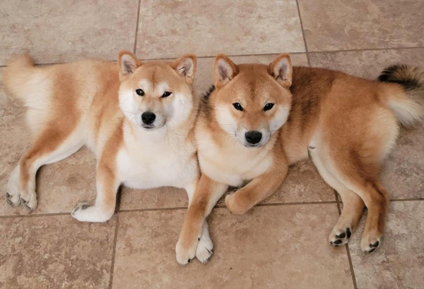 2 Shiba Inus laying on the ground together