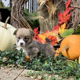Pembroke Welsh Corgi Puppies from A&A’s Adorable Corgis