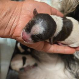 Girl 1 - Chocolate, tan and white female Yorkshire Terrier puppy in Atlantic City, New Jersey from Kim Hoang's Yorkies