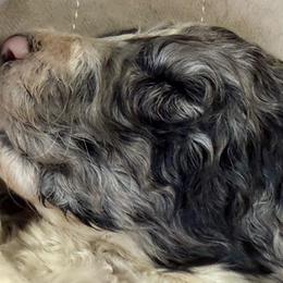 Zion - male Newfypoo puppy in San Antonio, Texas from Mammoth Doodles