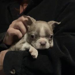 Boston Terrier and French Bulldog Puppies from High Plains