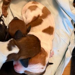 Sugar - Piebald female Dachshund puppy in Athens, Texas from County Road Puppies