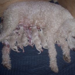 Poodle Puppies from Marilyn's Standard Poodles