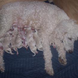 Poodle Puppies from Marilyn's Standard Poodles
