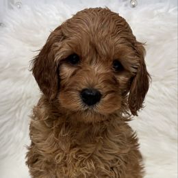 Boy 54 - Apricot male Goldendoodle puppy in West Point, Iowa from Circle A Mini Goldendoodles and Mini Bernedoodles