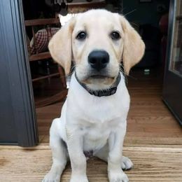 Labrador Retrievers from Magnum Star Retrivers