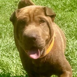 Cinnamon - Chinese Shar-Pei