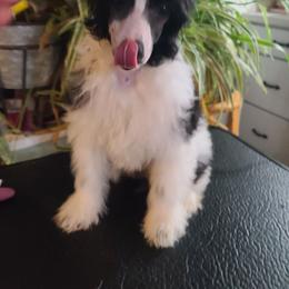 Puppy 1 - White and black male Chinese Crested puppy in New Castle, Pennsylvania from Long Rotts & Long Haul Cresteds