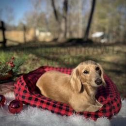Golden - Dachshund