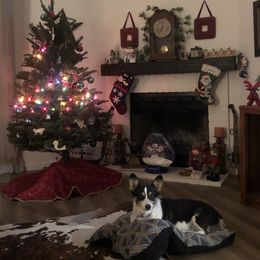 Pembroke Welsh Corgi Puppies from CB Corgis