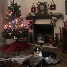 Pembroke Welsh Corgi Puppies from CB Corgis