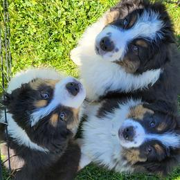 Australian Shepherd puppies from Robyne's Aussies