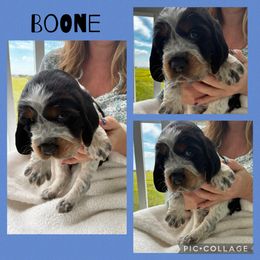 Boone - Black white and tan male English Springer Spaniel puppy in Charleston, South Carolina from Folly Beach English Springer Spaniels