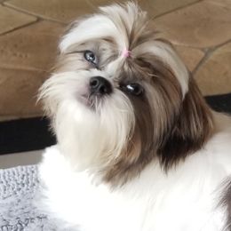 saffy - Shih Tzu