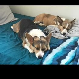 Pembroke Welsh Corgi Puppies from Top-Notch Paws