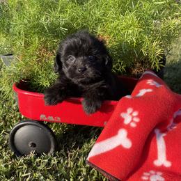 Daisy - Black female Shihpoo puppy in El Campo, Texas from Billy's Puppies