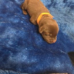 Chocolate Boy 2 - Chocolate male Labrador Retriever puppy in Hebron, Indiana from Farm Creek Retrievers